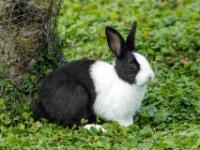 Kaninchen schwarzweiß